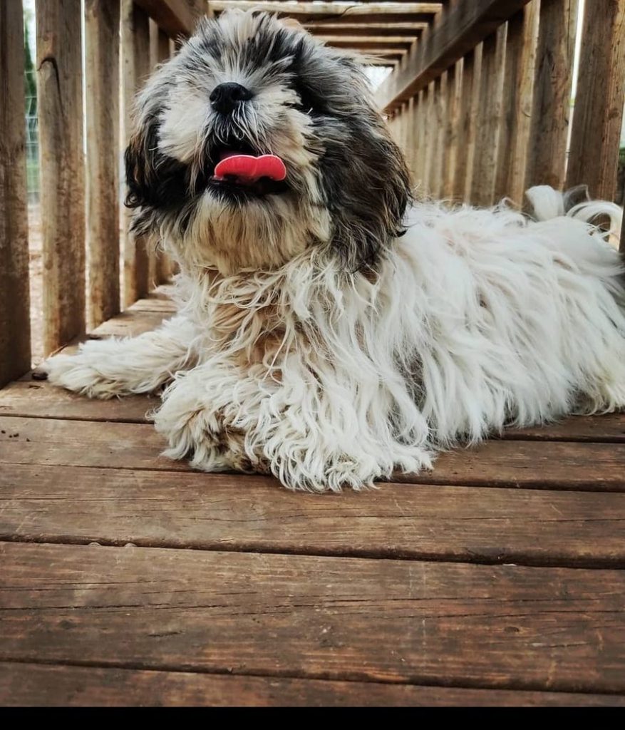 עבודת שורשים של שקד וינוגרד by shaked - Ourboox.com