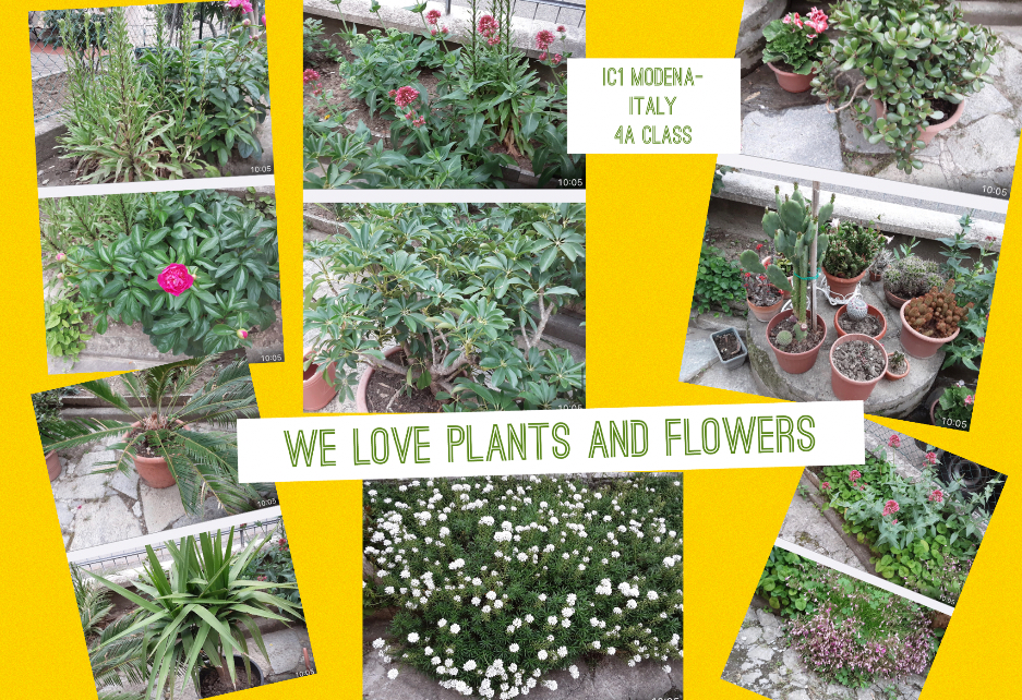 We love plants! Recipes Km0 with fruit and vegetables of our vegetable garden by Luisa - Ourboox.com