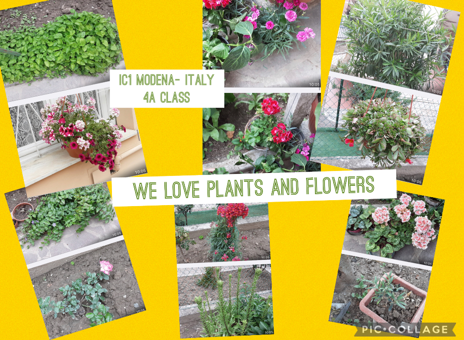 We love plants! Recipes Km0 with fruit and vegetables of our vegetable garden by Luisa - Ourboox.com