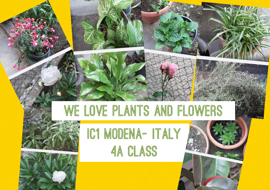 We love plants! Recipes Km0 with fruit and vegetables of our vegetable garden by Luisa - Ourboox.com