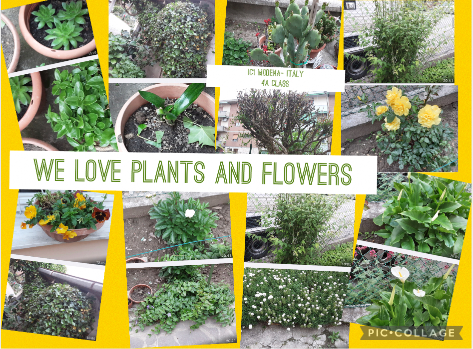 We love plants! Recipes Km0 with fruit and vegetables of our vegetable garden by Luisa - Ourboox.com