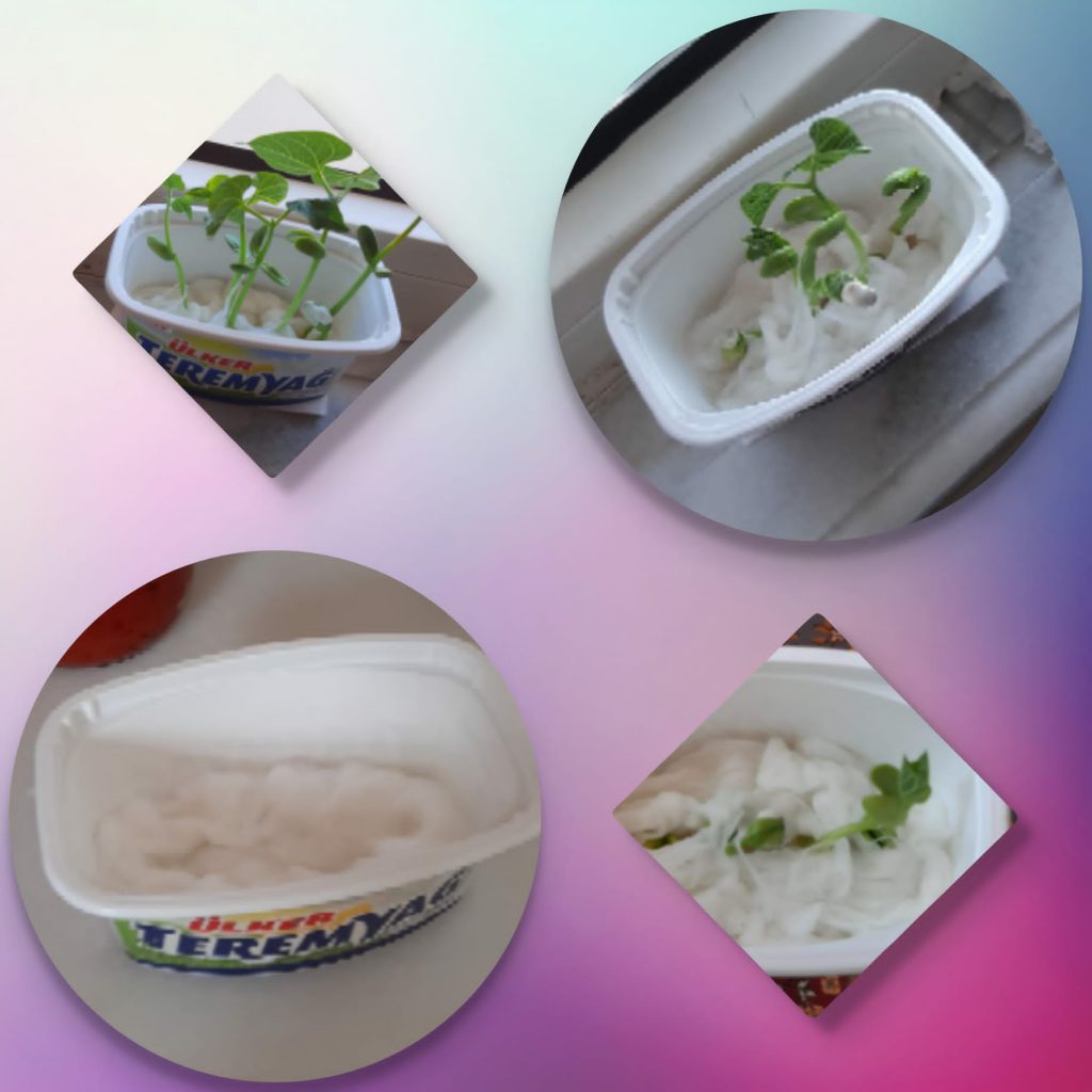 We love plants! Recipes Km0 with fruit and vegetables of our vegetable garden by Luisa - Ourboox.com