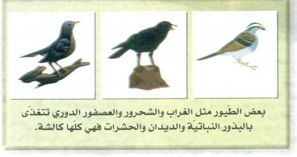 (المنظومات البيئيه (للصف السادس by Sofia Fawaz Assi - Ourboox.com