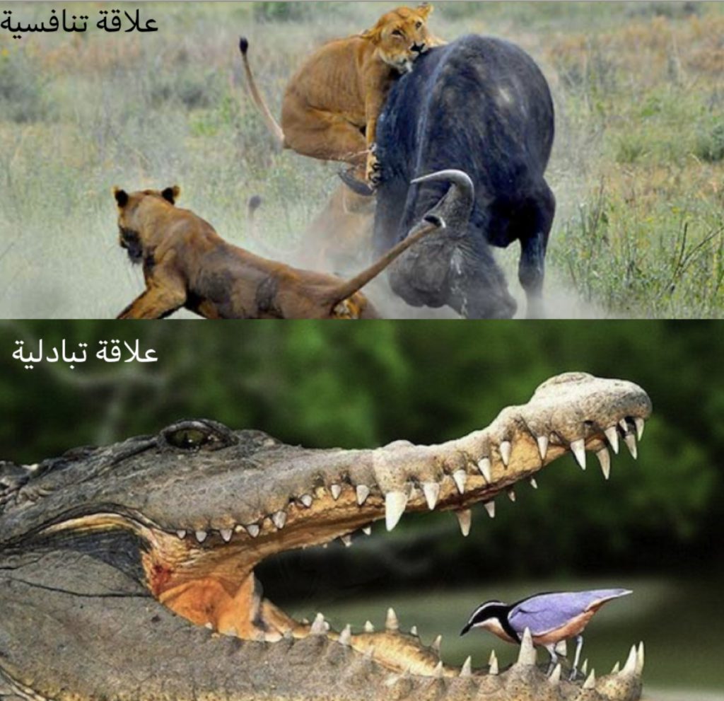 (المنظومات البيئيه (للصف السادس by Sofia Fawaz Assi - Ourboox.com