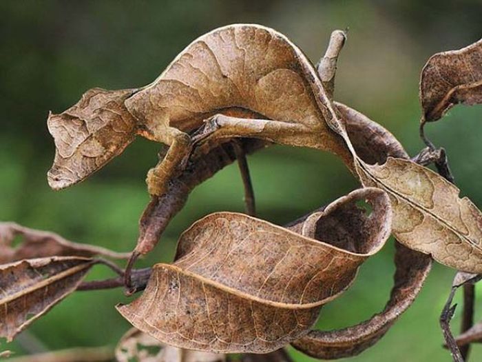 البيئة الحياتية by Haya alyan - Ourboox.com