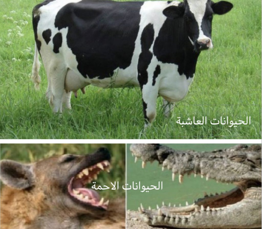 (المنظومات البيئيه (للصف السادس by Sofia Fawaz Assi - Ourboox.com