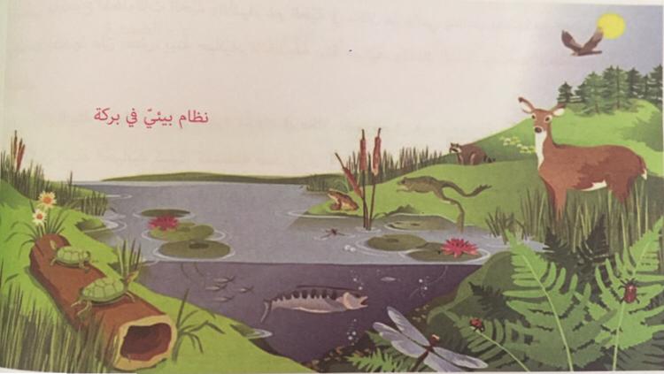 (المنظومات البيئيه (للصف السادس by Sofia Fawaz Assi - Ourboox.com