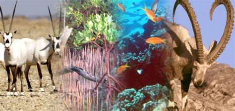 (المنظومات البيئيه (للصف السادس by Sofia Fawaz Assi - Ourboox.com