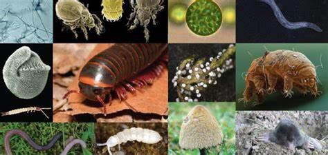 (المنظومات البيئيه (للصف السادس by Sofia Fawaz Assi - Ourboox.com