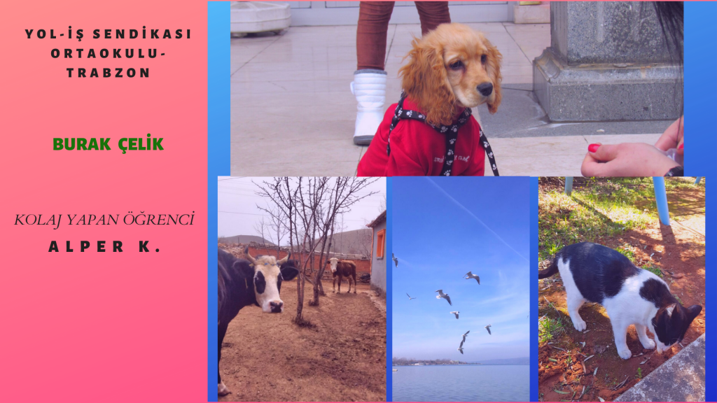 HAYVAN FOTOĞRAFLARI TAKIM ÇALIŞMASI by burak çelik - Ourboox.com