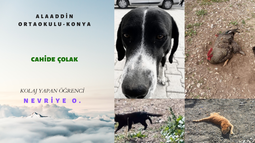 HAYVAN FOTOĞRAFLARI TAKIM ÇALIŞMASI by burak çelik - Ourboox.com