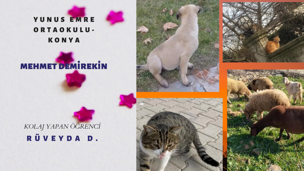 HAYVAN FOTOĞRAFLARI TAKIM ÇALIŞMASI by burak çelik - Ourboox.com