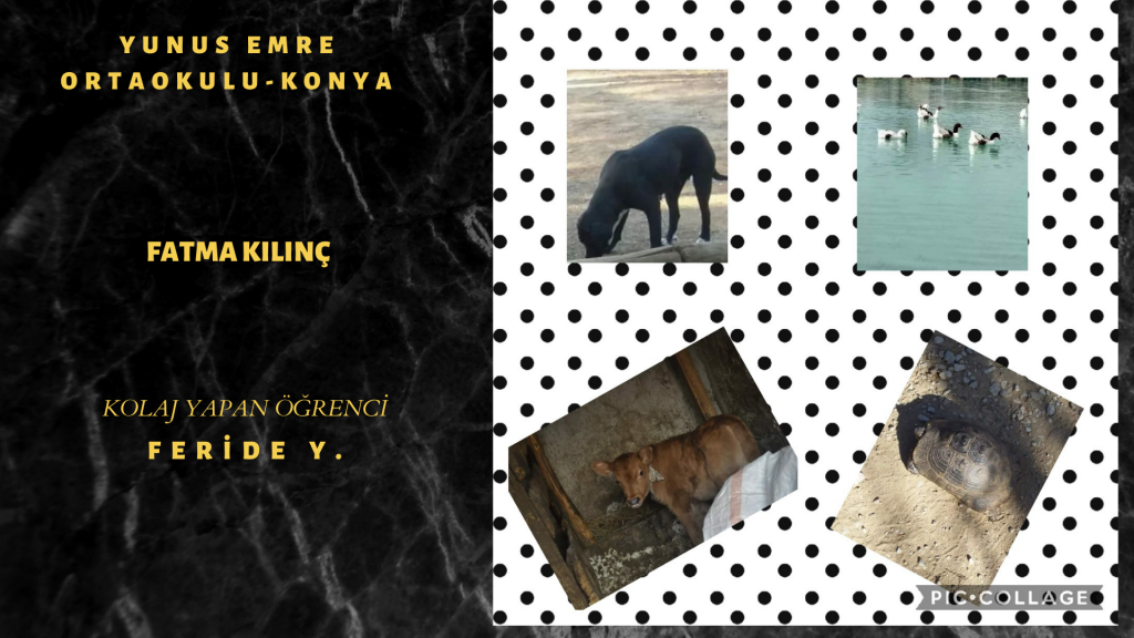 HAYVAN FOTOĞRAFLARI TAKIM ÇALIŞMASI by burak çelik - Ourboox.com