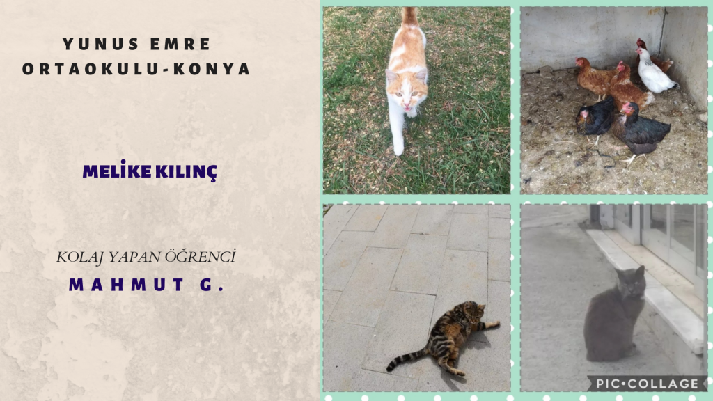 HAYVAN FOTOĞRAFLARI TAKIM ÇALIŞMASI by burak çelik - Ourboox.com