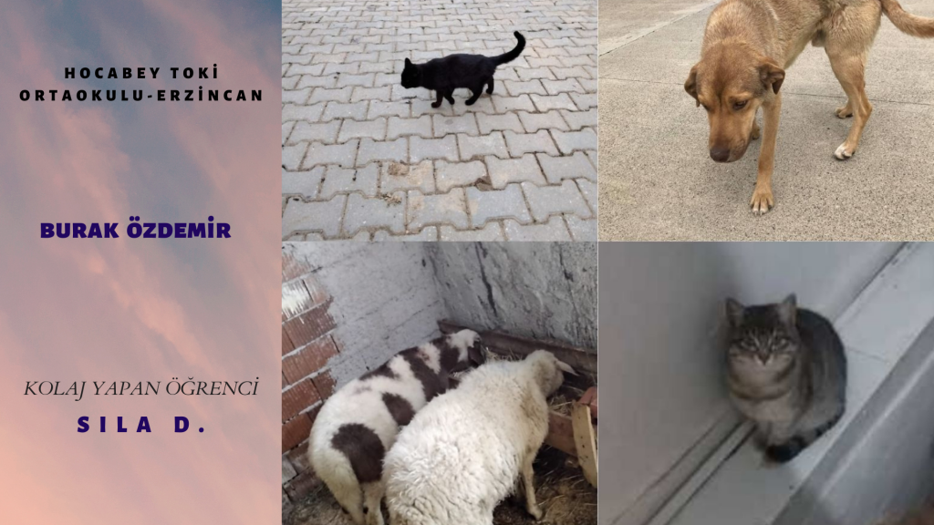 HAYVAN FOTOĞRAFLARI TAKIM ÇALIŞMASI by burak çelik - Ourboox.com