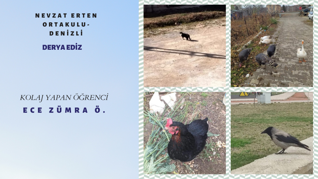 HAYVAN FOTOĞRAFLARI TAKIM ÇALIŞMASI by burak çelik - Ourboox.com