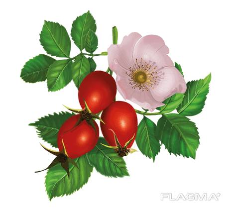 “Шипшина – корисна рослина” by Tanya Grisenko - Ourboox.com