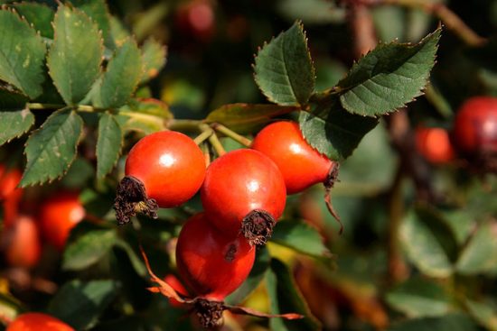 “Шипшина – корисна рослина” by Tanya Grisenko - Ourboox.com