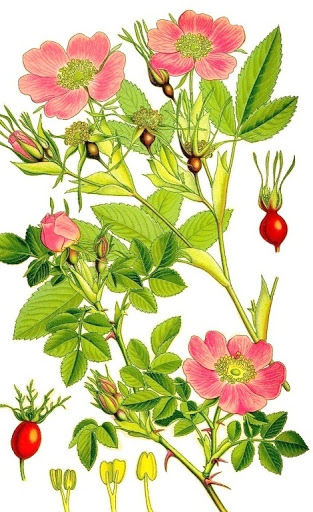 “Шипшина – корисна рослина” by Tanya Grisenko - Ourboox.com