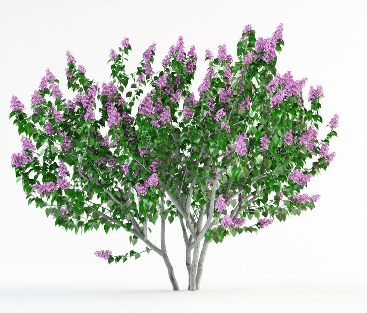 “Шипшина – корисна рослина” by Tanya Grisenko - Ourboox.com