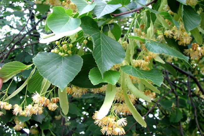 “Шипшина – корисна рослина” by Tanya Grisenko - Ourboox.com