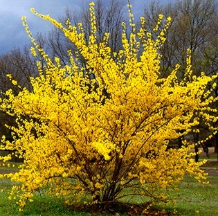 “Шипшина – корисна рослина” by Tanya Grisenko - Ourboox.com