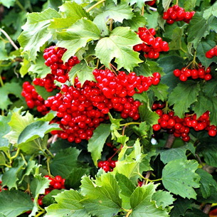 “Шипшина – корисна рослина” by Tanya Grisenko - Ourboox.com