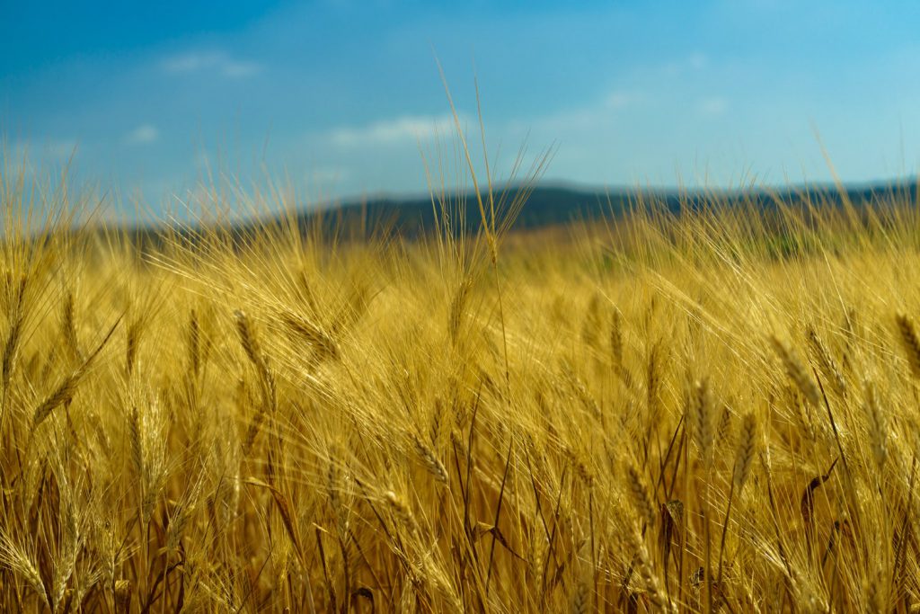 Shavuot story by Adi Yosef - Ourboox.com