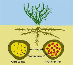 צמחיית מדבר by nachshon kreh - Ourboox.com
