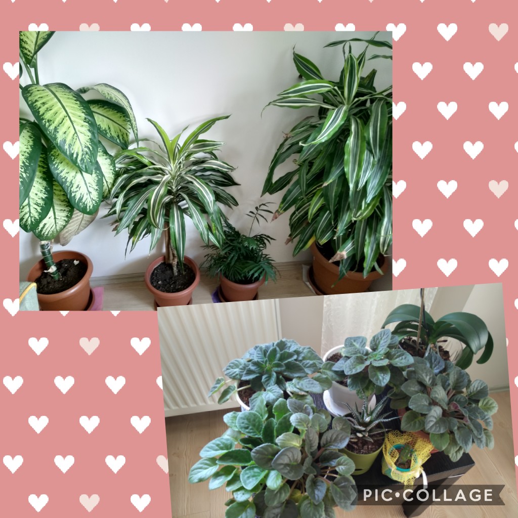 We love plants! Recipes Km0 with fruit and vegetables of our vegetable garden by Luisa - Ourboox.com