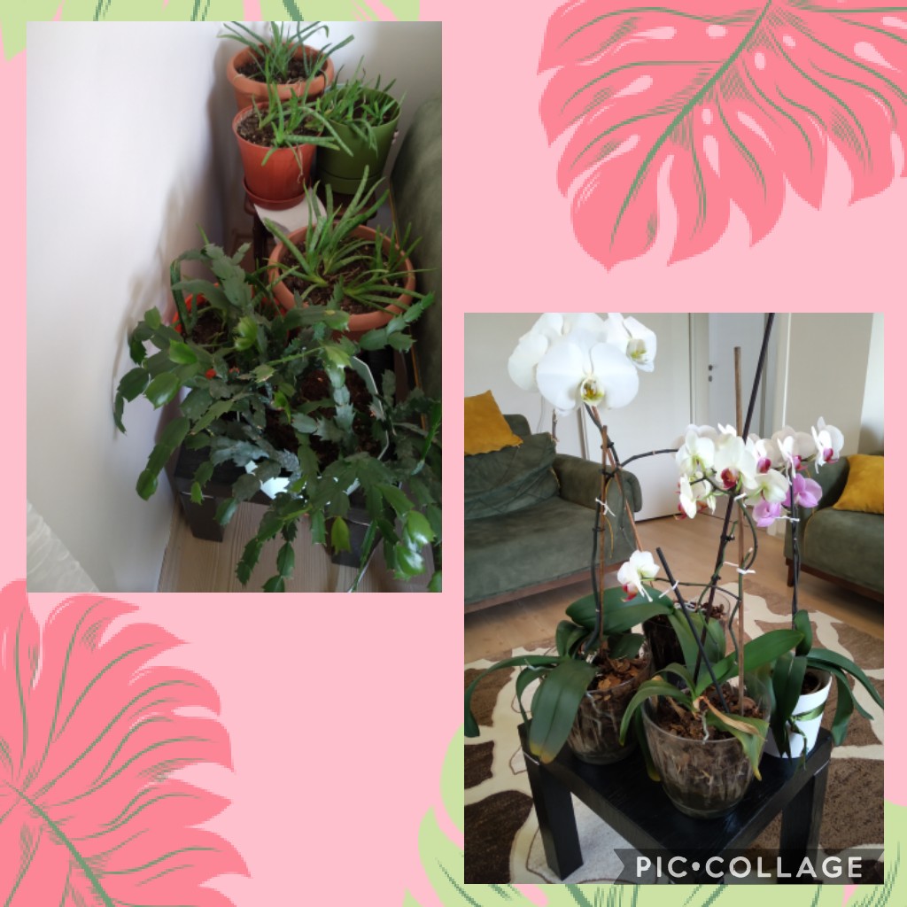 We love plants! Recipes Km0 with fruit and vegetables of our vegetable garden by Luisa - Ourboox.com