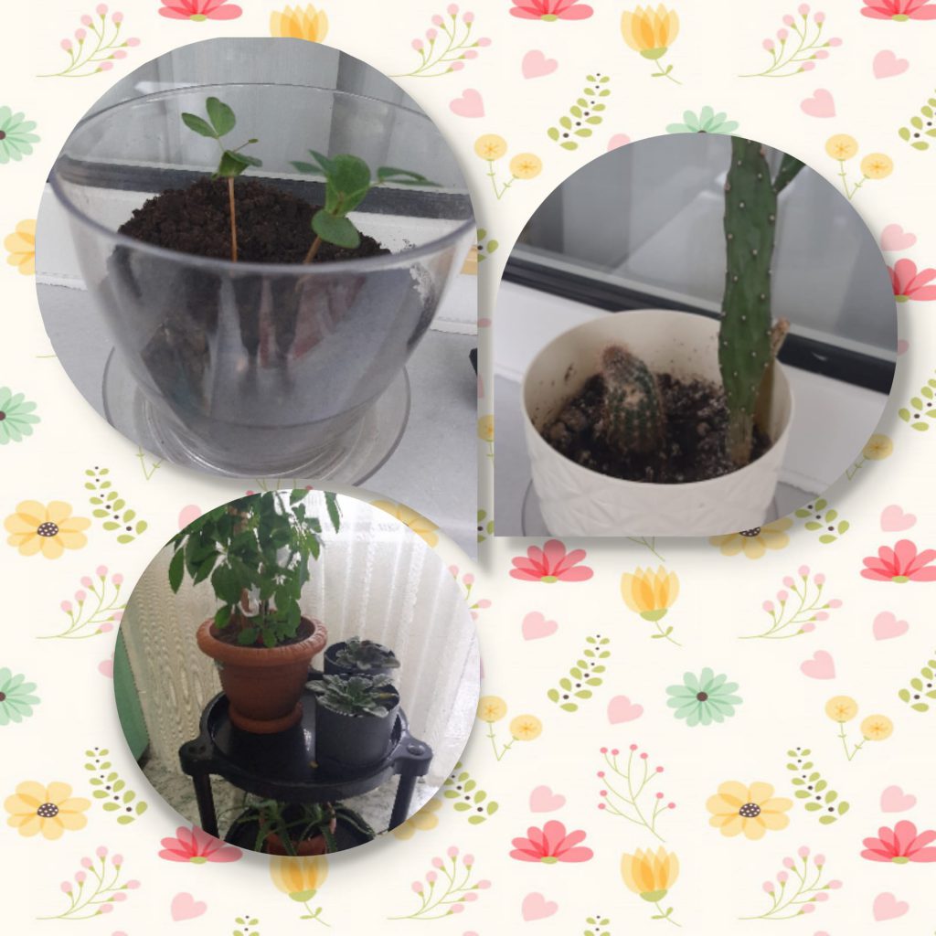 We love plants! Recipes Km0 with fruit and vegetables of our vegetable garden by Luisa - Ourboox.com