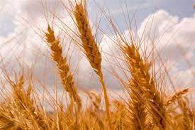 story of Ruth by moriya karadi - Ourboox.com