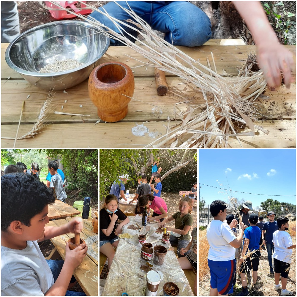 מביכורי החיטה by michal hunga - Ourboox.com