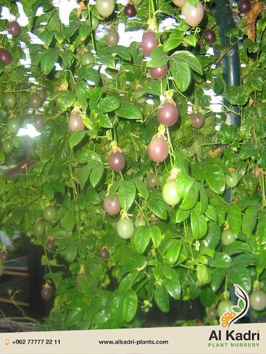 (المنظومات البيئيه (للصف السادس by Sofia Fawaz Assi - Ourboox.com