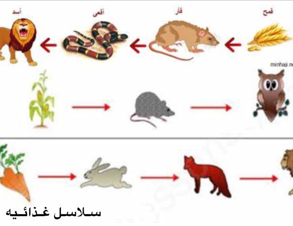 (المنظومات البيئيه (للصف السادس by Sofia Fawaz Assi - Ourboox.com