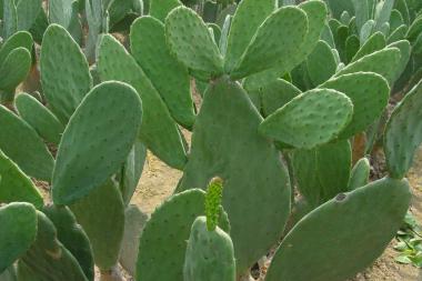 البيئة الحياتية by AYA SLAMA - Ourboox.com