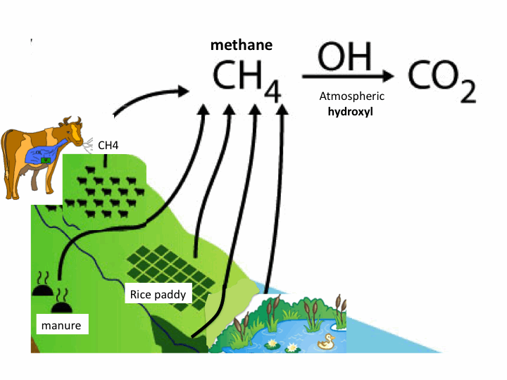 Forest footprint grassland footprint agriculture footprint by sevda yücde - Ourboox.com