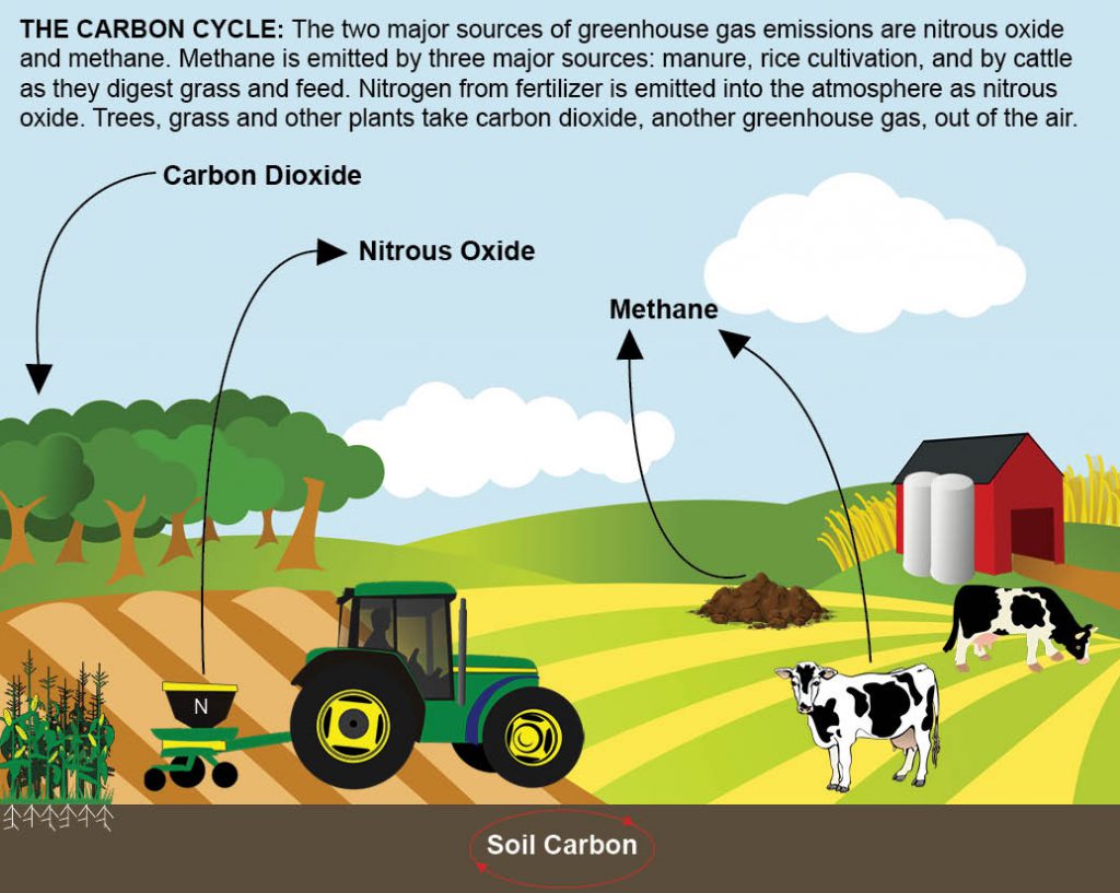 Forest footprint grassland footprint agriculture footprint by sevda yücde - Ourboox.com