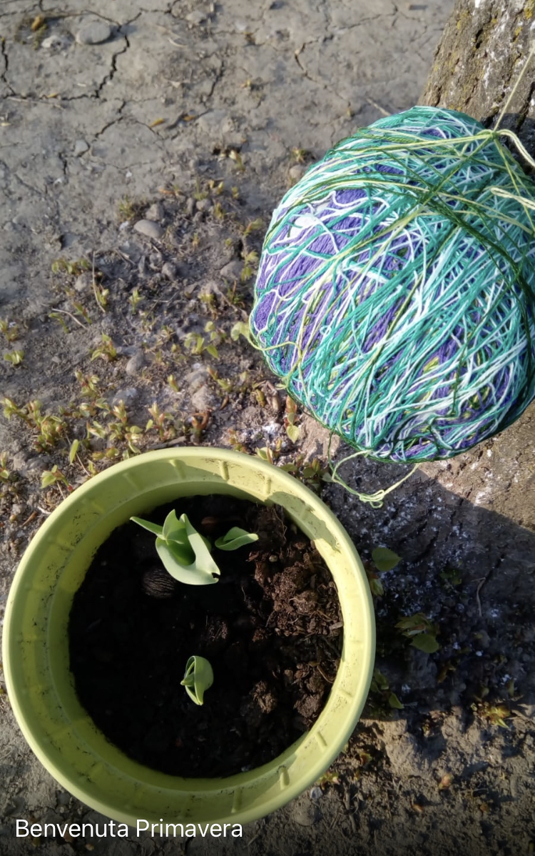 We love plants! Recipes Km0 with fruit and vegetables of our vegetable garden by Luisa - Ourboox.com