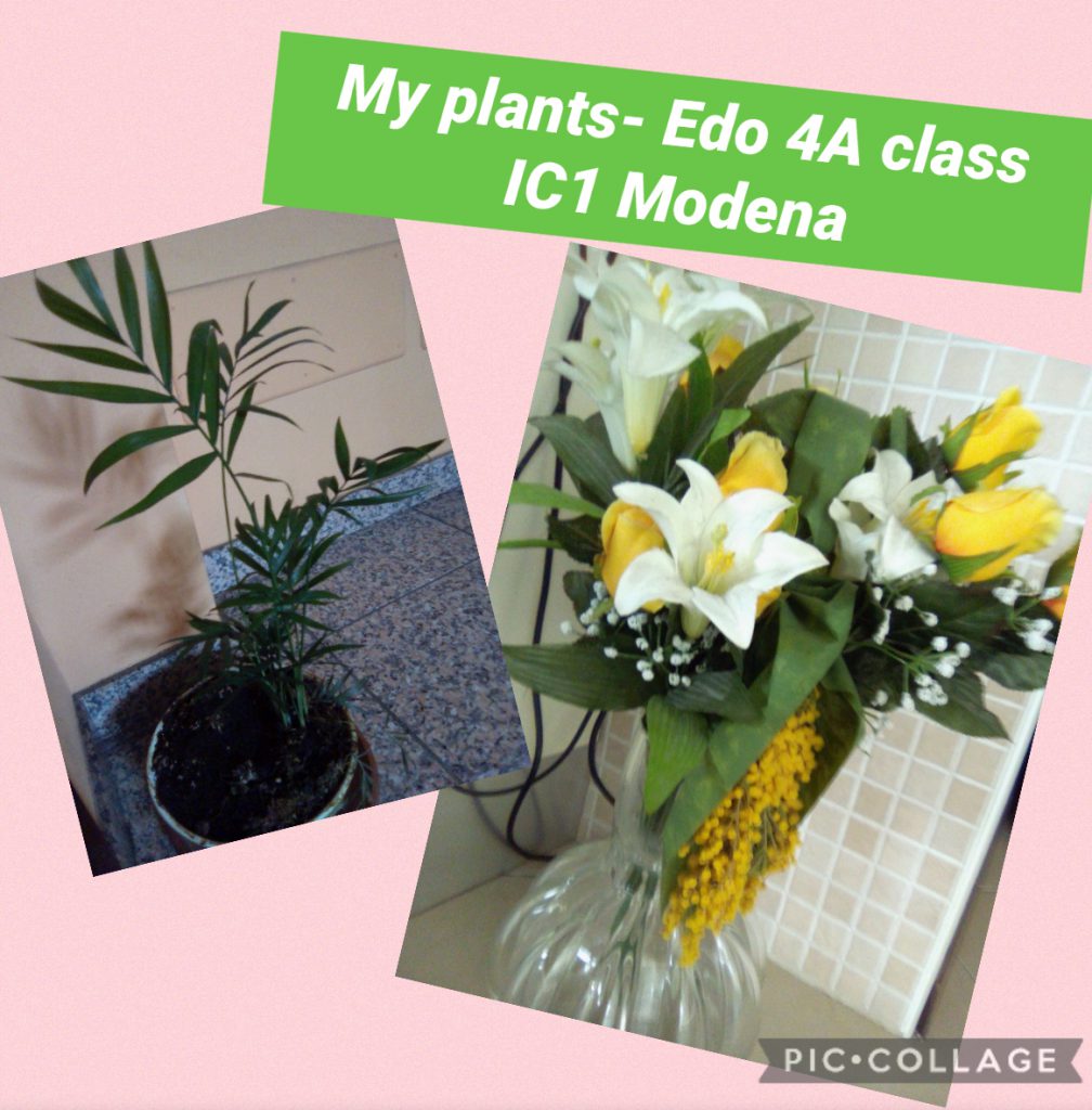 We love plants! Recipes Km0 with fruit and vegetables of our vegetable garden by Luisa - Ourboox.com