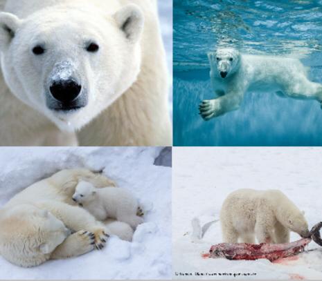 (المنظومات البيئيه (للصف السادس by Sofia Fawaz Assi - Ourboox.com