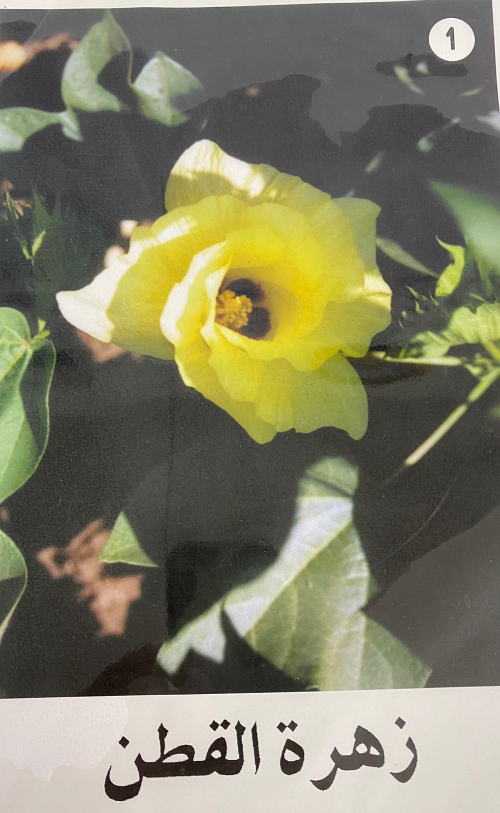 زهرة القطن by laila sassine - Illustrated by ليلى ساسين - Ourboox.com