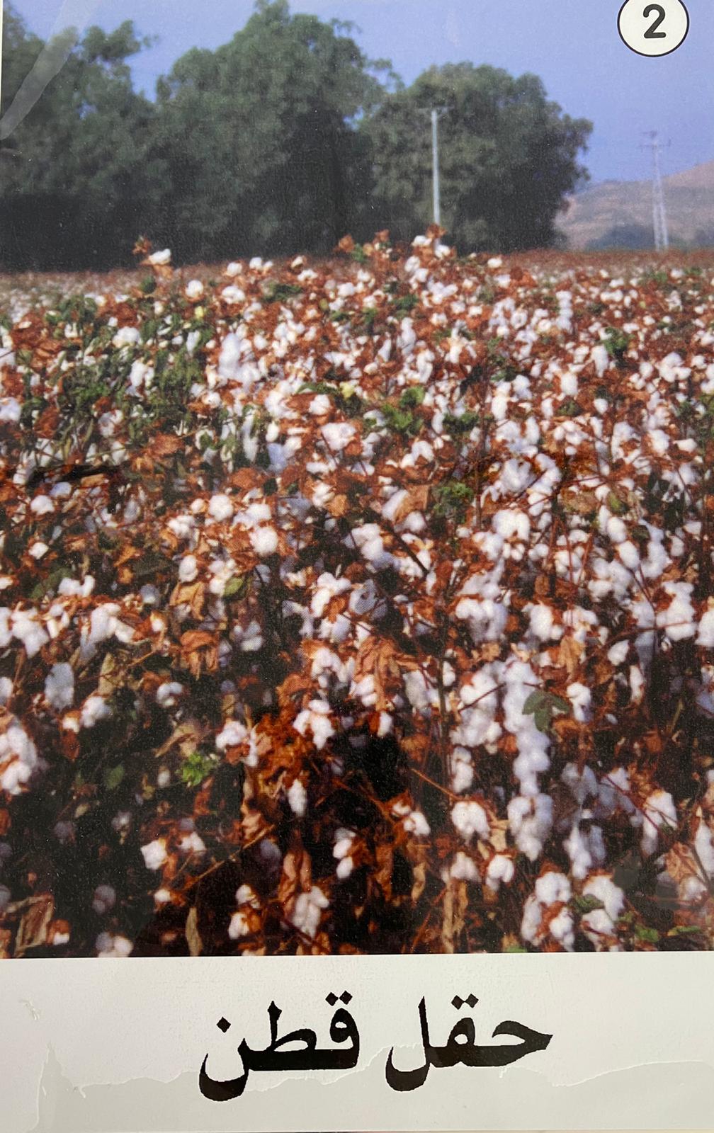 زهرة القطن by laila sassine - Illustrated by ليلى ساسين - Ourboox.com