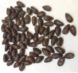 زهرة القطن by laila sassine - Illustrated by ليلى ساسين - Ourboox.com