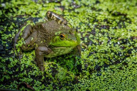 (المنظومات البيئيه (للصف السادس by Sofia Fawaz Assi - Ourboox.com