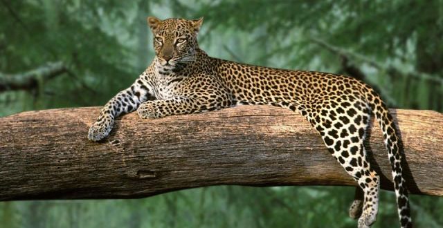 (المنظومات البيئيه (للصف السادس by Sofia Fawaz Assi - Ourboox.com