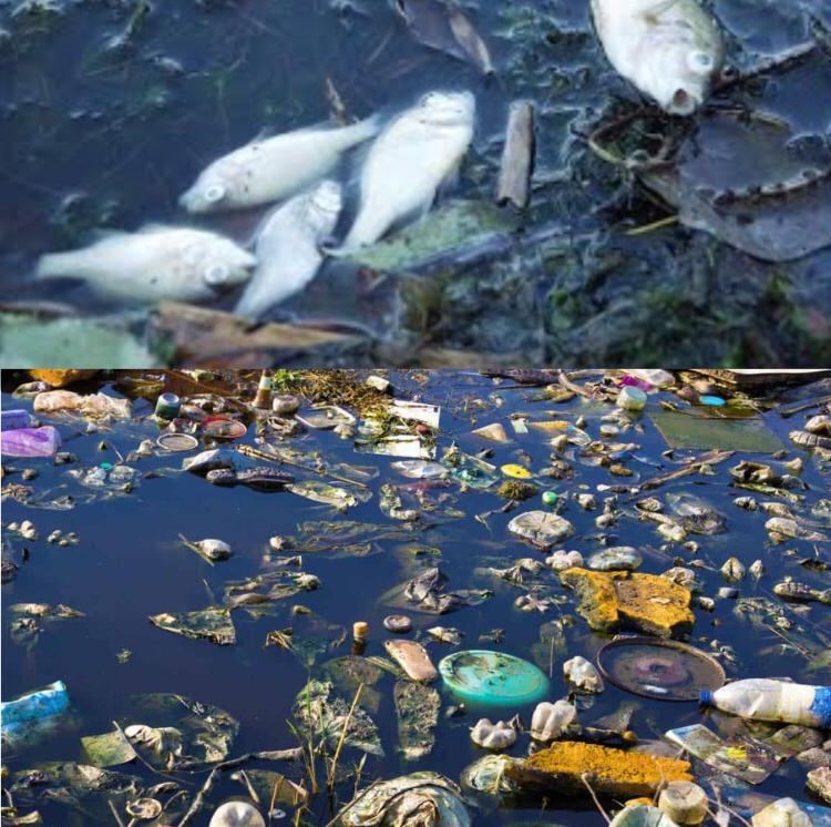 (المنظومات البيئيه (للصف السادس by Sofia Fawaz Assi - Ourboox.com