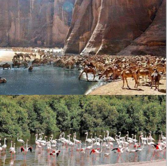 (المنظومات البيئيه (للصف السادس by Sofia Fawaz Assi - Ourboox.com