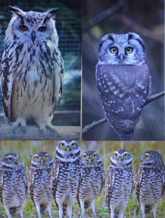 (المنظومات البيئيه (للصف السادس by Sofia Fawaz Assi - Ourboox.com